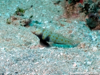 Amblyeleotris guttatus