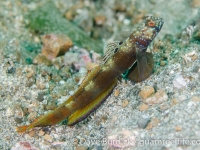 Amblyeleotris latifasciata (Lembeh)