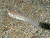 Amblygobius nocturnus