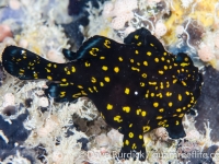 Antennarius maculatus (juvenile)