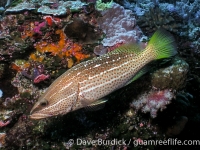 Anyperodon leucogrammicus (Palau)