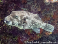 Arothron stellatus?