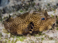 Arothron stellatus