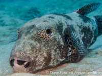 Arothron stellatus