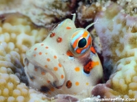 Blenniella chrysospilos