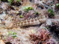 Blenniella gibbifrons