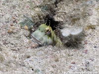 Blenniella interrupta