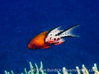 Bodianus anthioides (CNMI)