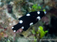 Bodianus axillaris (juv.)