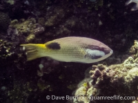 Bodianus bilunulatus (CNMI)