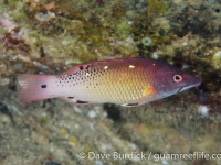 Bodianus diana (Raja Ampat)