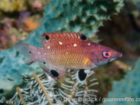 Bodianus diana (Lembeh)