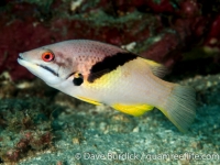 Bodianus mesothorax (Anilao)