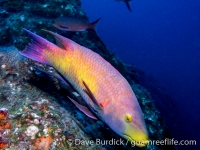 Bodianus rufus (Flower Garden Banks)