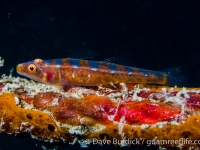 Bryaninops amplus (orange bars)