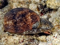 Bulla ampulla