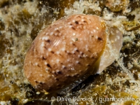 Bulla orientalis
