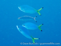 Caesio lunaris (Wakatobi)