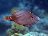 Cantherhines dumerilii