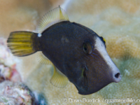 Cantherhines pardalis Cantherhines pardalis