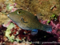 Canthigaster amboinensis