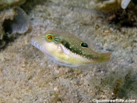 Canthigaster bennetti