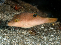 Canthigaster compressa (Anilao)