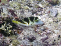 Canthigaster coronata