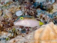 Canthigaster epilampra