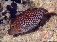 Canthigaster janthinoptera