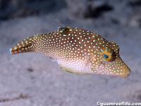 Canthigaster solandri