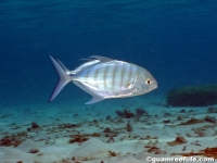 Carangoides ferdau