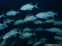 Carangoides orthogramus