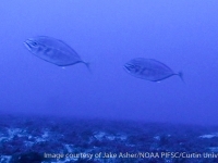 Carangoides plagiotaenia