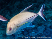 Caranx lugubris Caranx lugubris