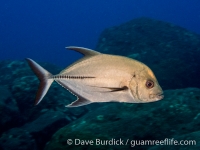 Caranx lugubris (CNMI)