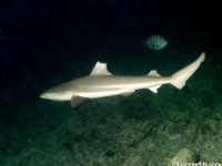 Carcharhinus melanopterus