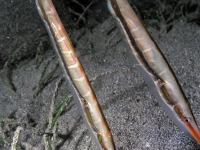 Centriscus scutatus