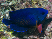 Centropyge bispinosa (possible aquarium release) Centropyge bispinosa (possible aquarium release)