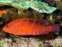 Cephalopholis miniata (Anilao)