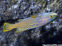 Cephalopholis polleni