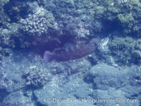 Cephalopholis sexmaculata (CNMI)