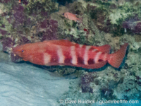 Cephalopholis sexmaculata Cephalopholis sexmaculata