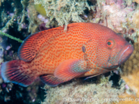 Cephalopholis sonnerati Cephalopholis sonnerati
