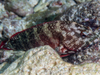 Cephalopholis urodeta Cephalopholis urodeta