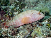 Cephalopholis urodeta