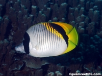 Chaetodon lineolatus