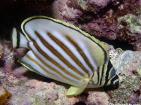 Chaetodon ornatissimus