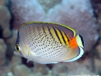 Chaetodon punctatofasciatus