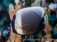 Chaetodon reticulatus